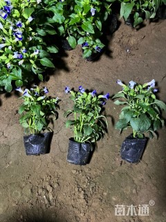 高度15厘米夏堇