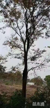 20公分榉树