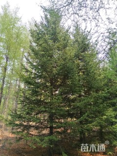 高度4000厘米云杉