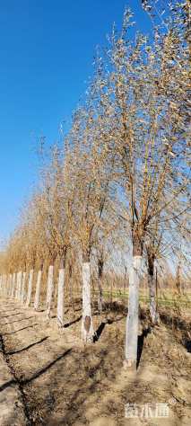 20公分金丝垂柳