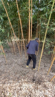 地栽苗黄秆乌哺鸡竹