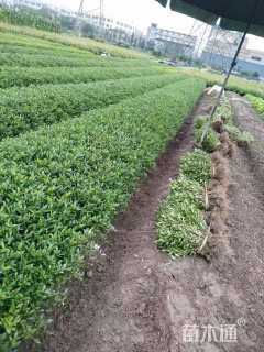 高度25厘米小叶栀子