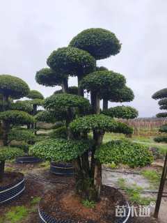 高度400厘米小叶女贞