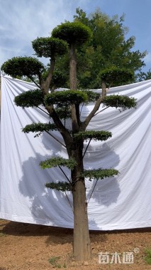 38公分造型小叶女贞