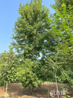 25公分美国红枫