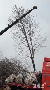 19公分美国红枫