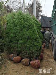 高度300厘米蜀桧