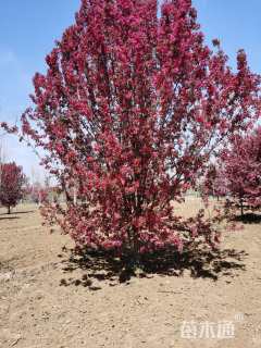 15公分绚丽海棠