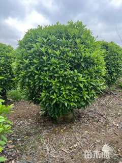 高度200厘米非洲茉莉球