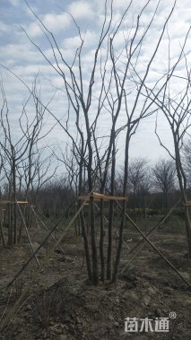 50公分丛生朴树