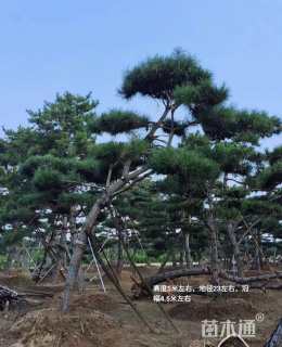 高度350厘米黑松