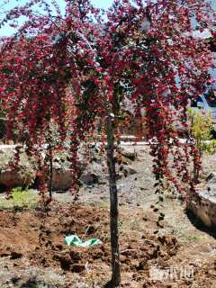 高度30000厘米平枝栒子