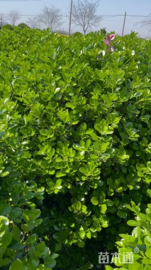 冠幅120厘米大叶黄杨球