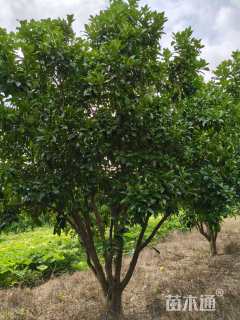 18公分(3杆)丛生香泡