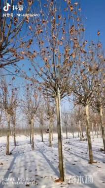 30公分速生法桐