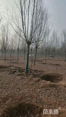 15公分柳树