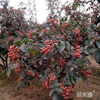 高度260厘米花椒