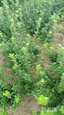 高度50厘米大叶黄杨