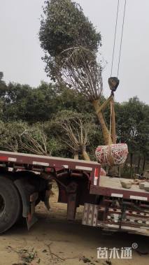 18公分大叶女贞