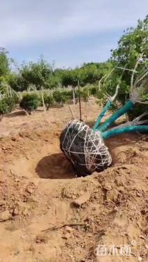 高度700厘米丛生元宝枫