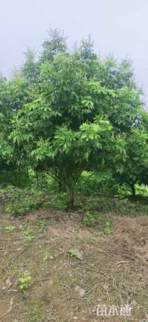 高度300厘米黄皮