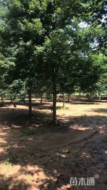 15公分美国红枫-红点