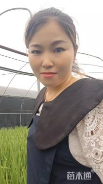 高度70厘米西伯利亚鸢尾