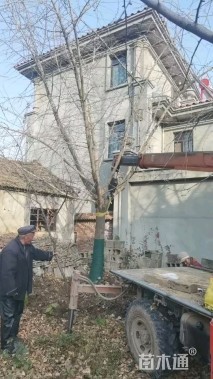 18公分嫁接银杏