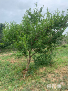 高度400厘米石榴