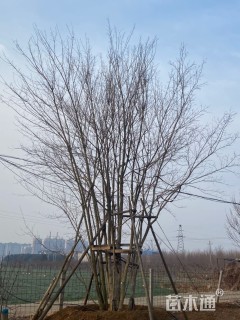 高度850厘米丛生元宝枫