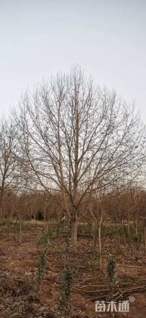 15公分二乔玉兰