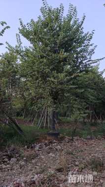 高度600厘米紫荆