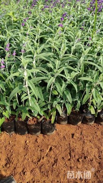高度20厘米墨西哥鼠尾草
