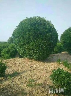 冠幅180厘米大叶黄杨球