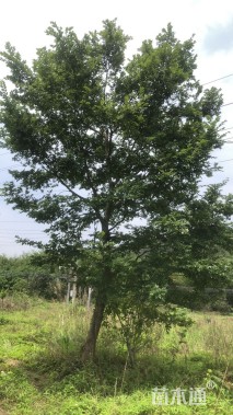 150公分朴树