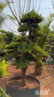 容器苗造型罗汉松