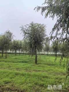 12公分金丝垂柳