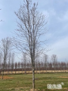 21公分美国红枫