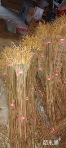 高度100厘米鸡脚连