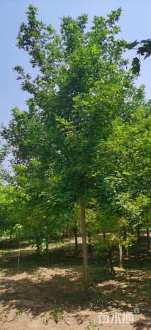 10公分美国红枫