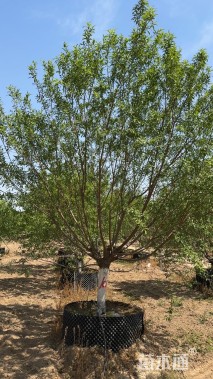 10公分菊花碧桃