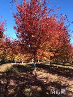 18公分美国红枫