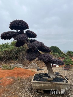 30公分造型红花继木桩