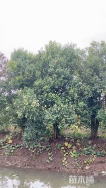 高度700厘米丛生大叶女贞