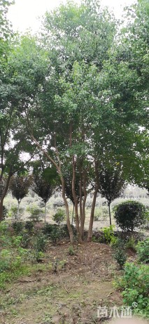 100公分(3杆)丛生乌桕