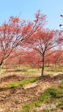 14公分日本红枫