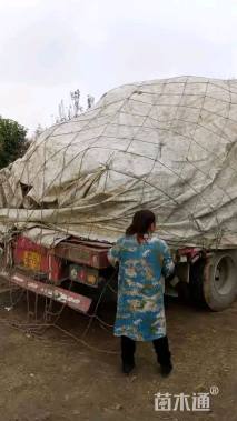 12公分二乔玉兰