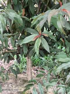 10公分红叶碧桃