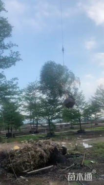 15公分小叶榄仁