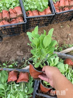 高度15厘米八宝景天